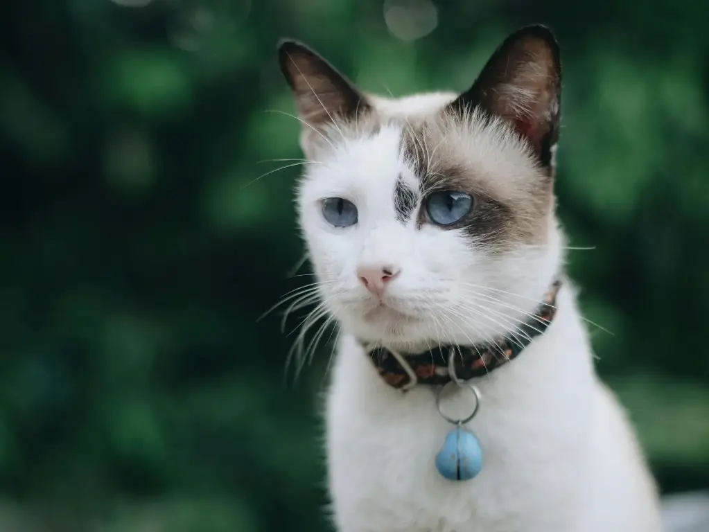 Catit Cat Collar with Bell