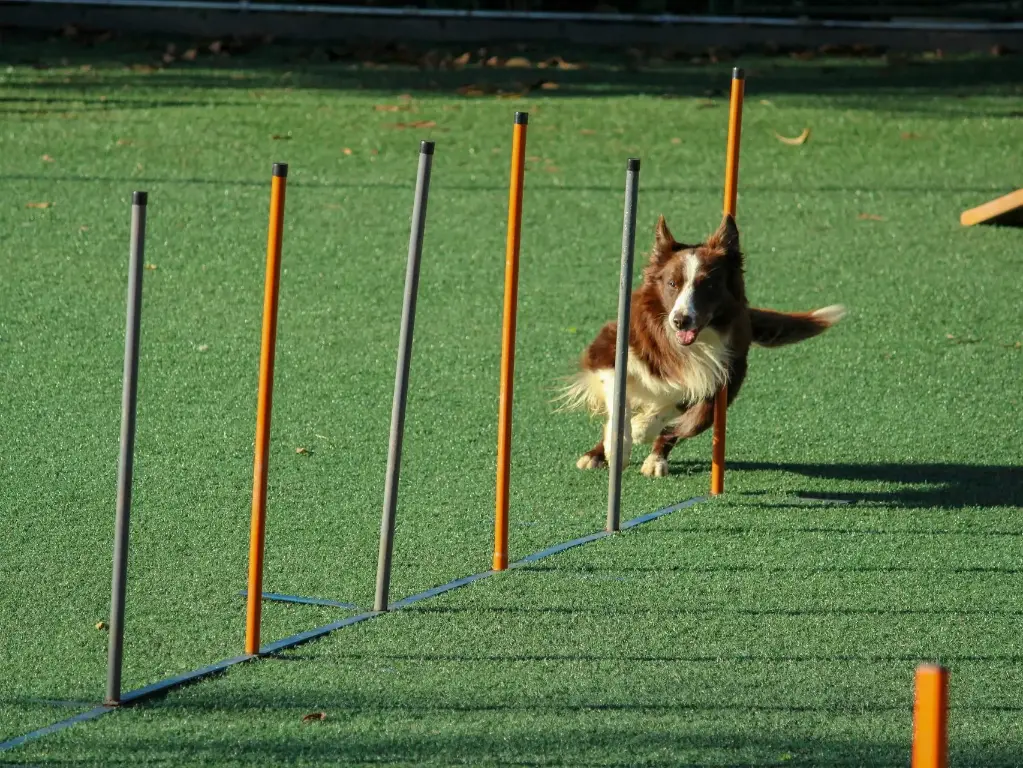 Advanced Behavior Training (1 Session)