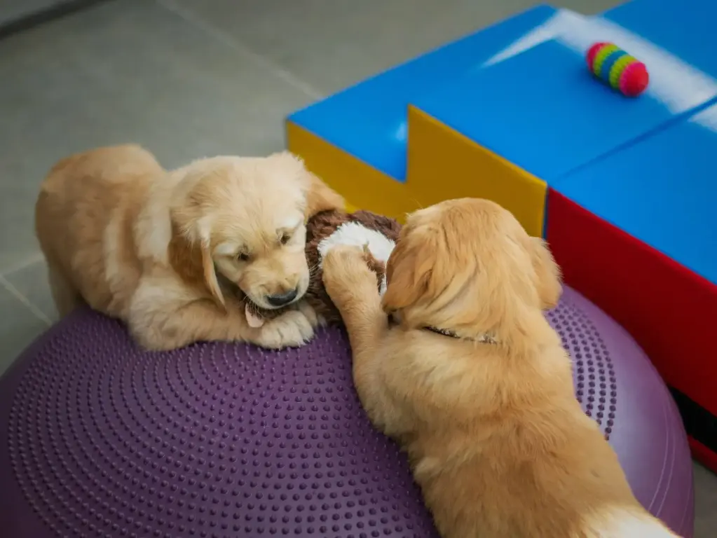 Dog Boarding (Per Day)