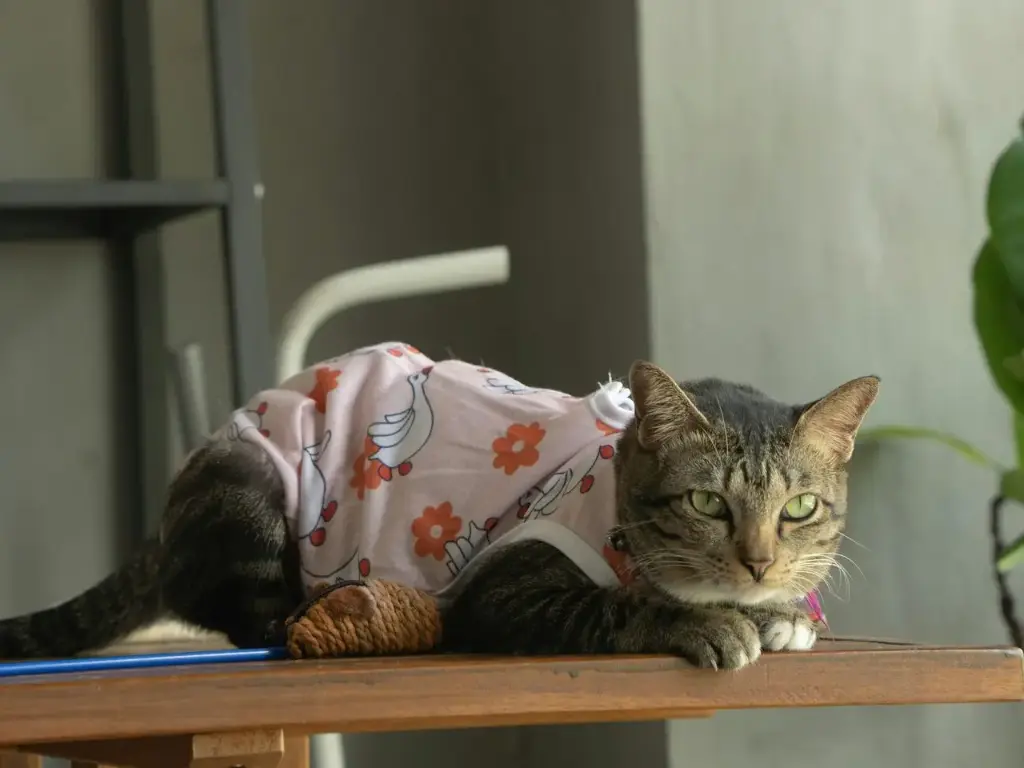 Cat Boarding (Per Day)