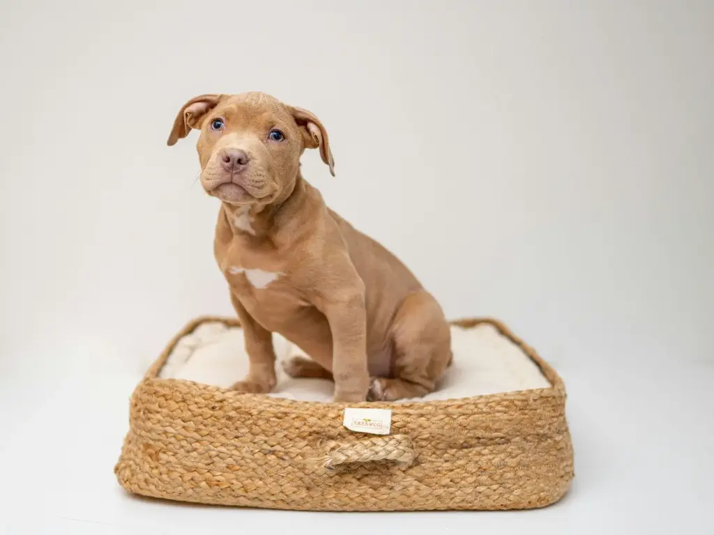 Lulu & Buddy Pet Bed (Small)