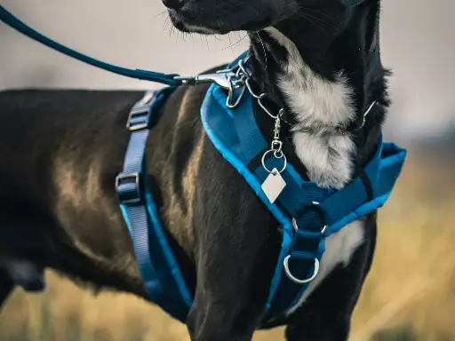 Kurgo Tru-Fit Smart Harness (Medium)
