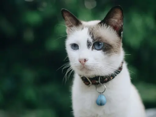 Catit Cat Collar with Bell