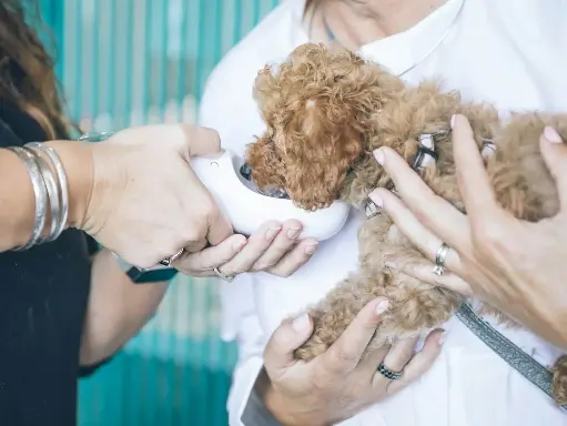 Pet Health Checkup