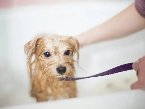 Full Grooming Package (Small Breeds)
