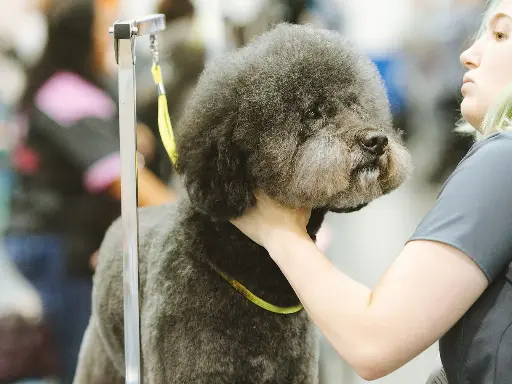 Basic Bath & Brush (Large Dogs)