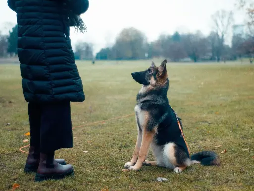 Basic Obedience Training (1 Session)