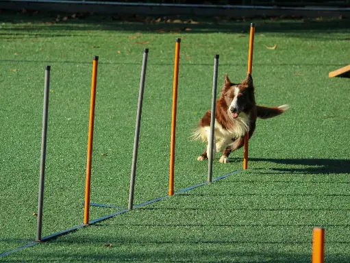 Advanced Behavior Training (1 Session)