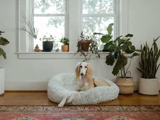 PetFusion Ultimate Dog Bed (Large)
