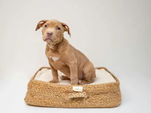 Lulu & Buddy Pet Bed (Small)